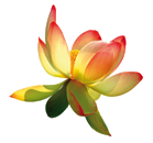 Unser Logo - eine Lotusblüte